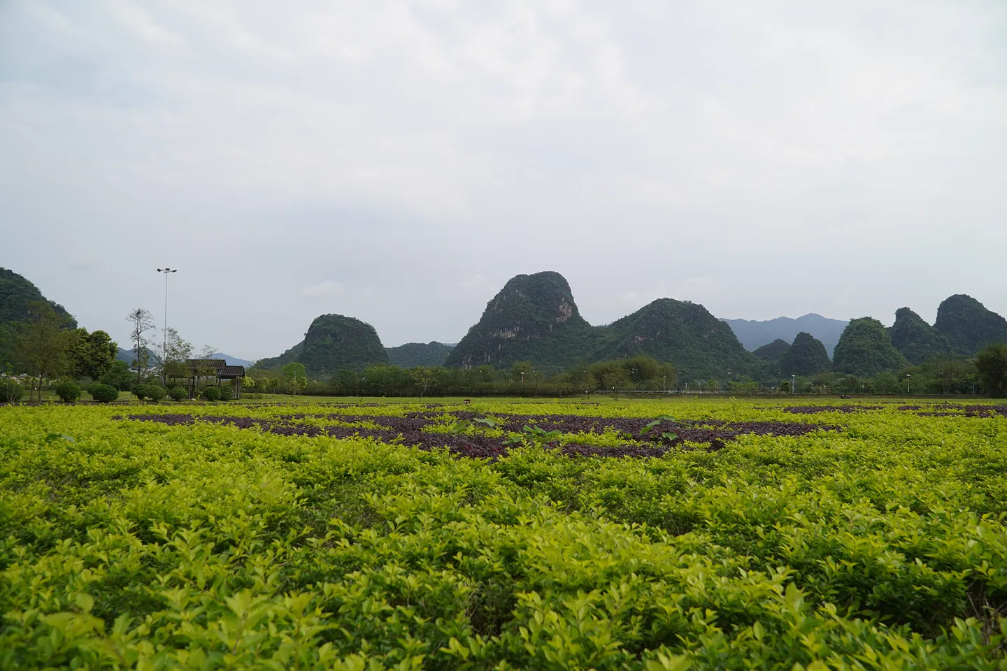 Yingxi Peak Forest, Qingyuan