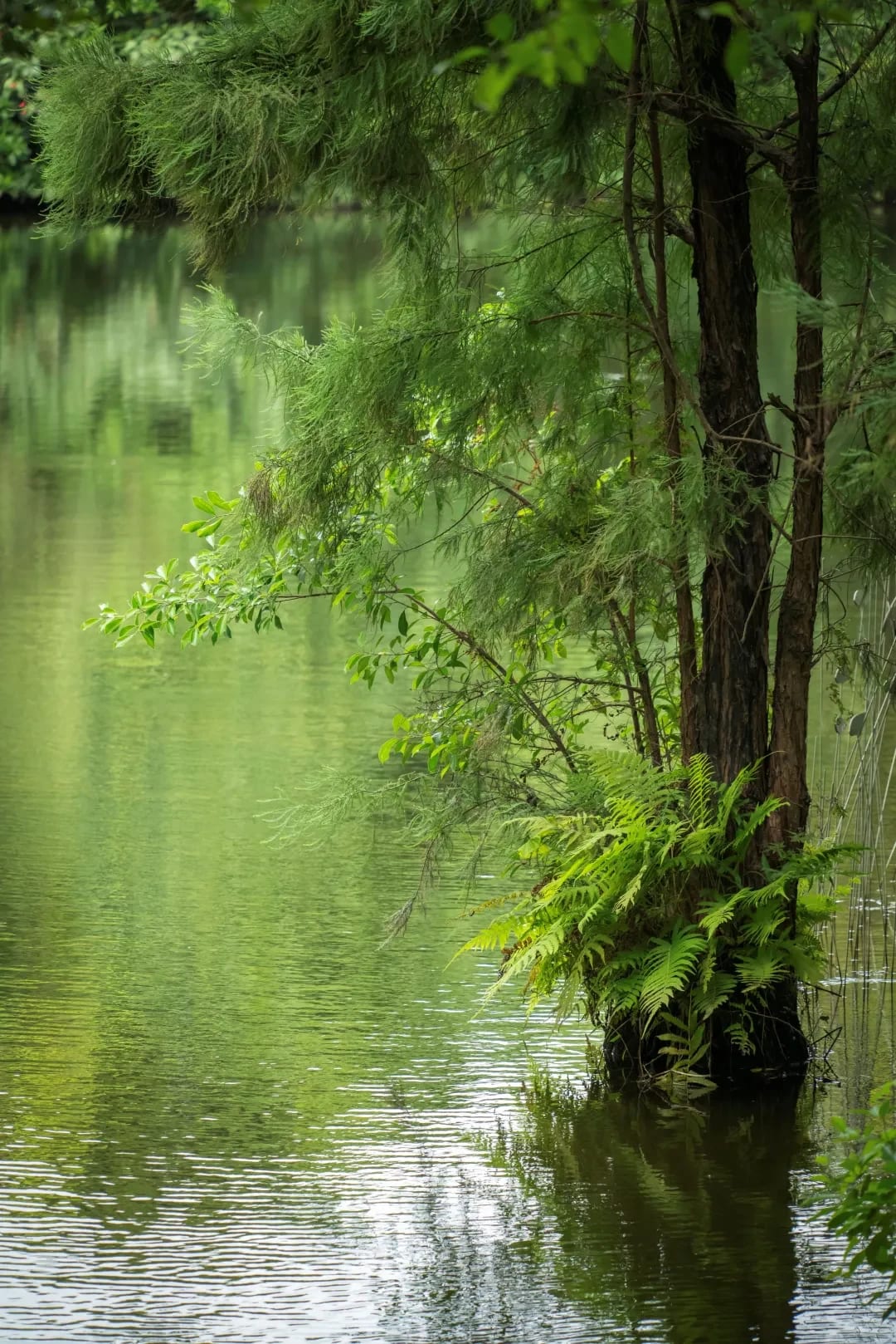海珠國家濕地公園內的樹木、水道與倒影